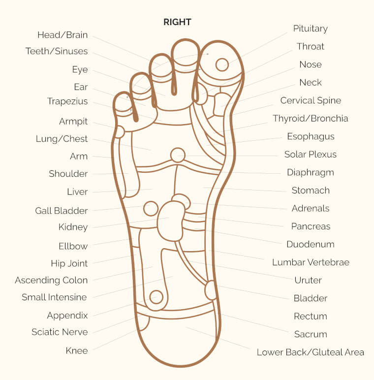 right foot reflexology chart